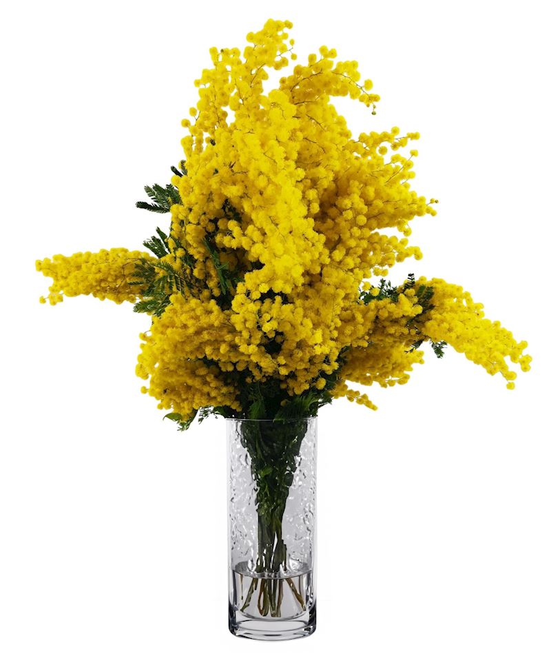 Fasnachts-Mimosen Karton à 2.4 kg