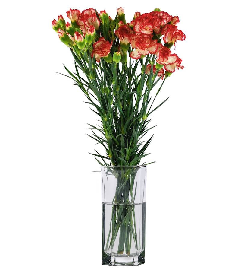 Spraynelken Zweig mit Nelken Bund à 10 Stk. ca. 60 cm