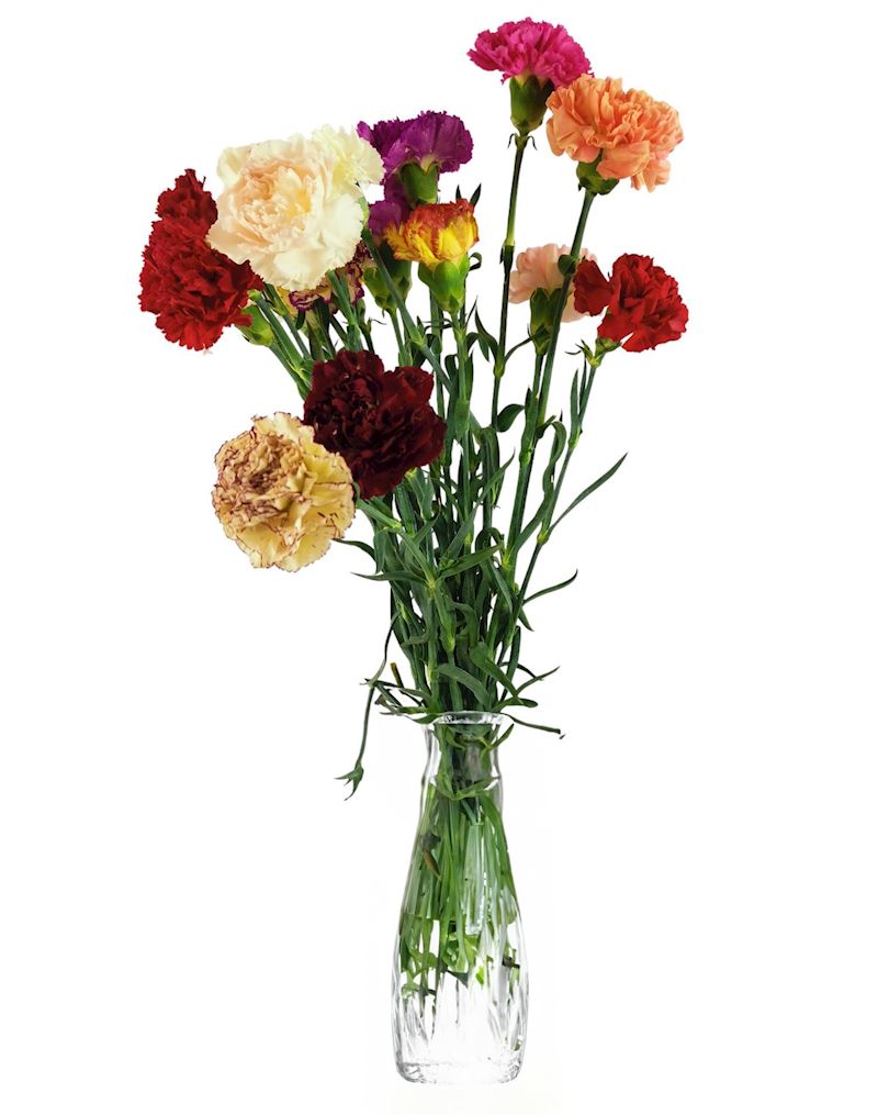 Mixnelken Bund à 20 Stk. ca. 60 cm div. Farben